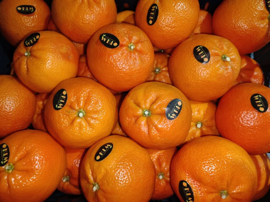 WhatsApp Image 2025-02-12 at 4.16.53 PM